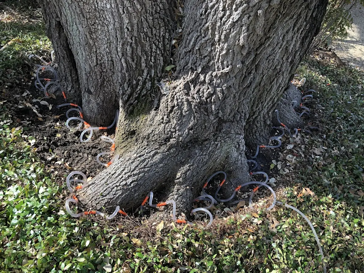 Detailed Tree Cabling and Bracing job site in Secondcreek