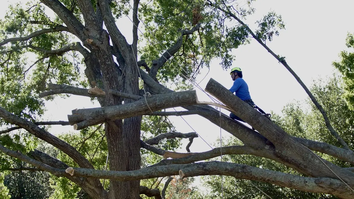 Professional Crown Thinning performed by certified arborists in Secondcreek