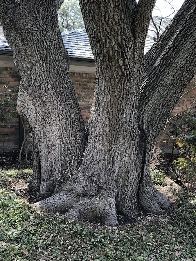 Mature heritage tree close to a Secondcreek property cared for by certified arborists